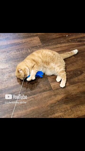 Cat "cries" after catching her toy #catshorts #scottishfold #cats #catlovers #shorts