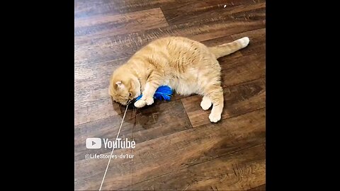 Cat "cries" after catching her toy #catshorts #scottishfold #cats #catlovers #shorts
