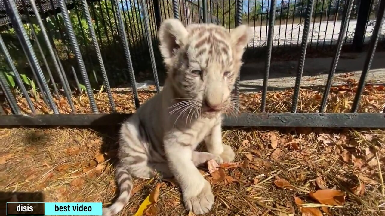 White cute tiger cub eats and plays with baby