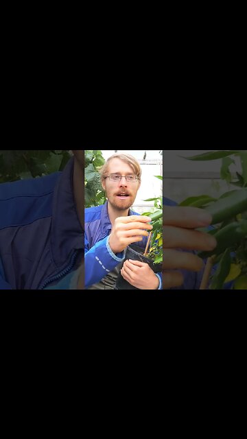 Denk daran deine Pflanzen zu überwintern #shorts