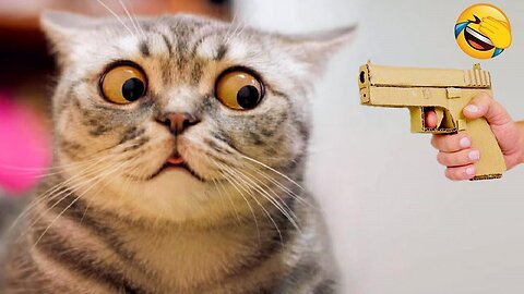Funny animal videos - Funny cats/dogs - Funny animals - Part10