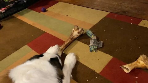 St. Bernard-Baby Walter sleeping with his bone