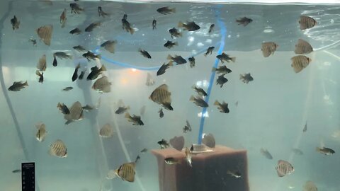 Everything Must GO! Selling all these fish! What do have for sale in the Fish Farm!!!