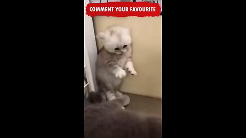 Furry Follies: Hilarious Hijinks of Our Mischievous Pets!
