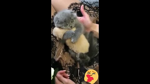 Hey one in a Million love cat - Cute and Funny Animal Video - Try not to laugh🤣