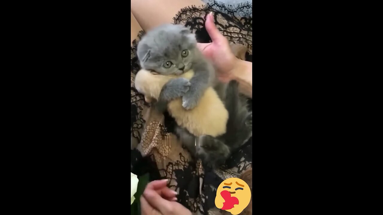 Hey one in a Million love cat - Cute and Funny Animal Video - Try not to laugh🤣