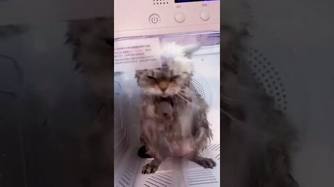FUNNY CUTE PUPPY - Tiktok Compiled #Shorts