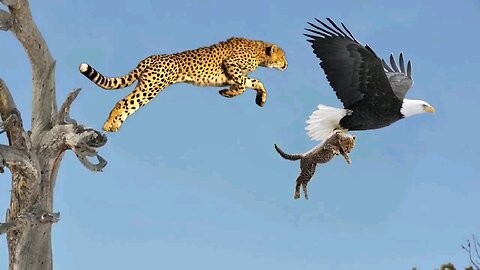 Mother_Leopard_Save_Her_Baby_Fail_and_Hunt_Eagle_To_Revenge___