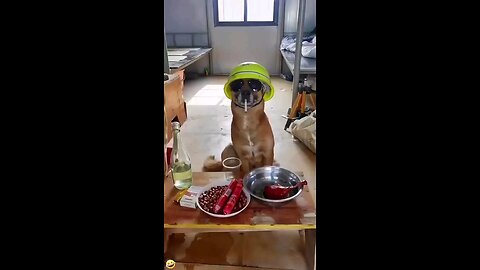 funny dog