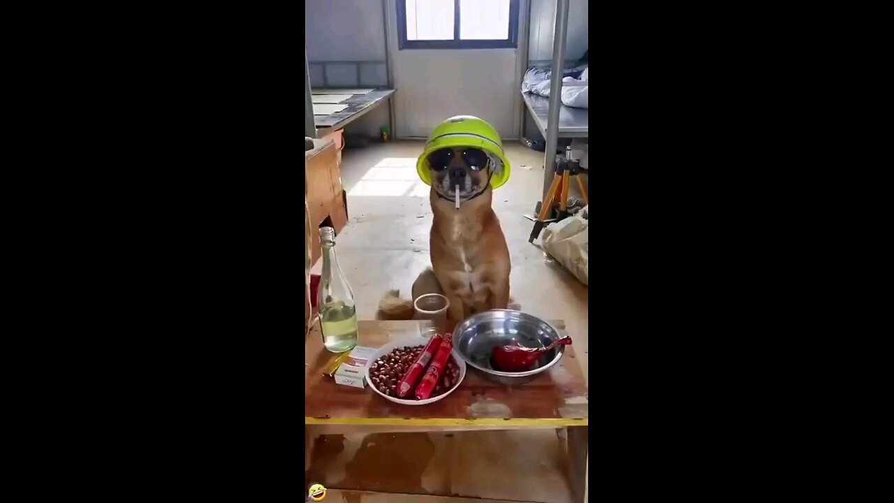 funny dog