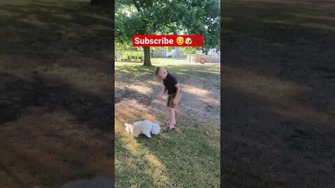 He put down his iPad and started training his pup 👦🐶🐾! #shorts #viral #tiktok