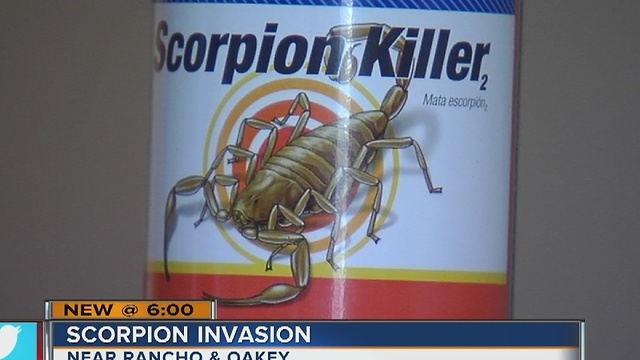 Woman asks for help because of scorpions in her apartment