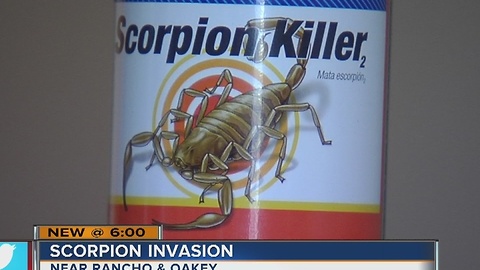 Woman asks for help because of scorpions in her apartment
