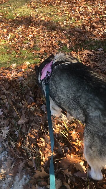 Saturday Nov 2, Lord save us! we’re going to drown!