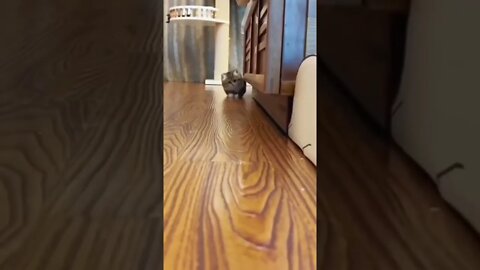 🐾😻😘