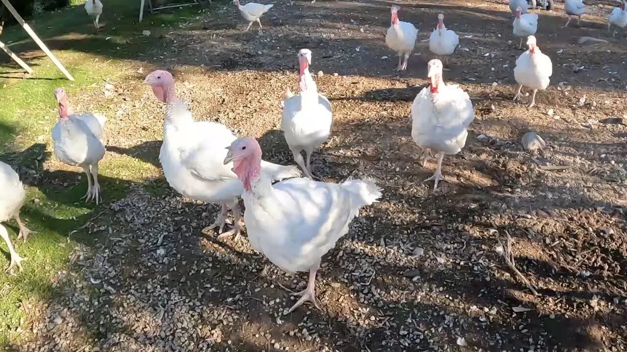 Don't Forget to Feed the Turkeys!!!