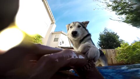 Loyal Husky Reacts To OWNER DROWNING!!