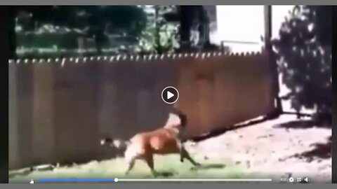 LMAO Proud Owner Of Newly Built Fence Gets Called Out By Dog