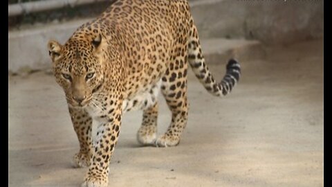#AMAZING WORLD OF YOUNG ANIMAL#