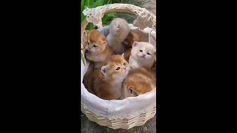Non-Stop Laughter with Hilarious Kitten Moments! 😹🐾"