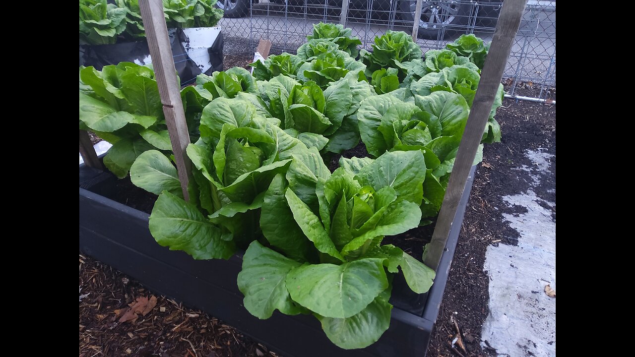 Lettuce And Strawberry Update After The Snow 11/24/24