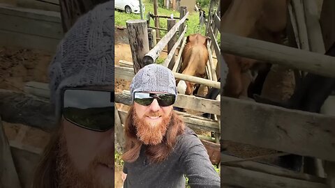AGORA! NA ROÇA MINAS GERAIS! BARBA RUIVA!#shotis #barbaruiva