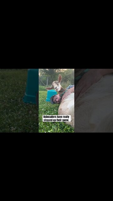 Or maybe it’s just a redneck goat wrangling gone wrong #shorts