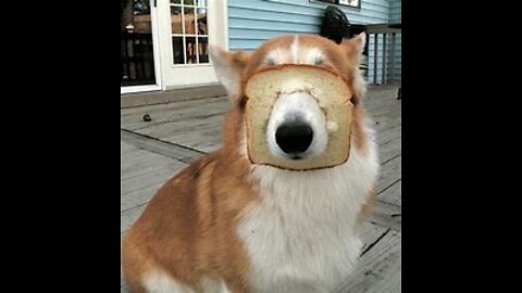 Funny Cats and dogs, awesome pet shorts