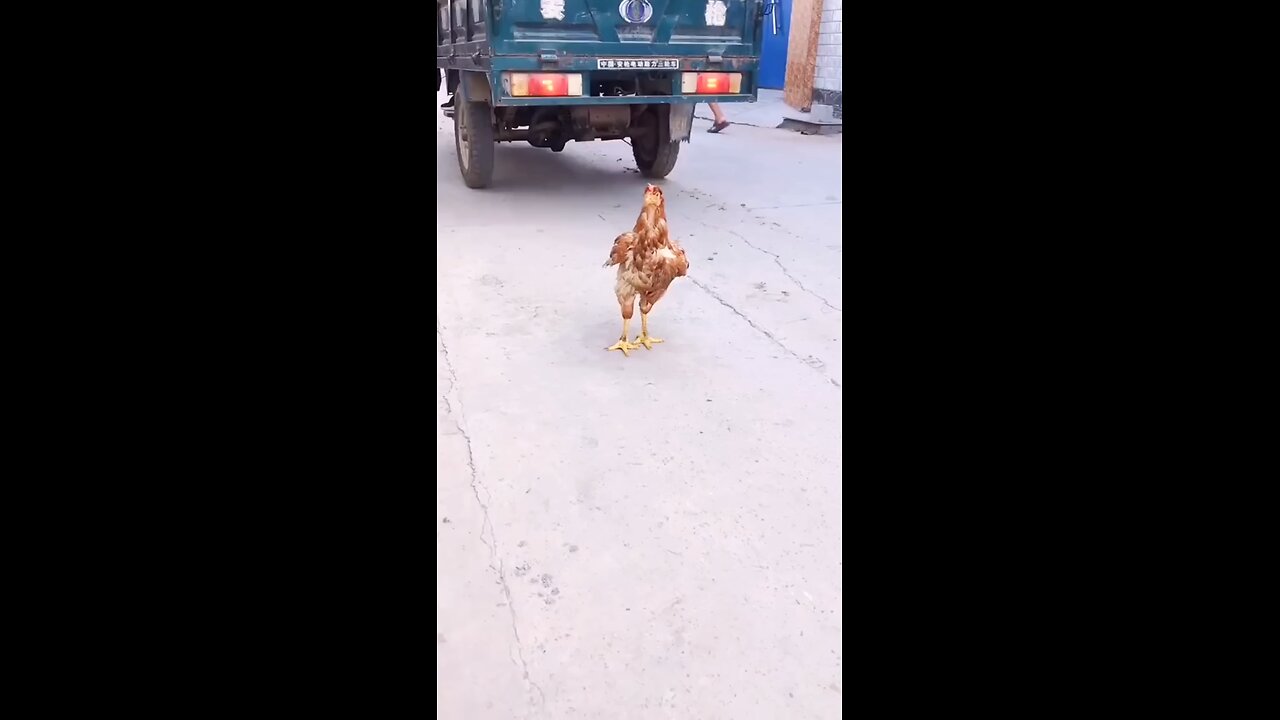 Well done, man! 😎😎#dog #cutedog Well done, man #pets #shorts