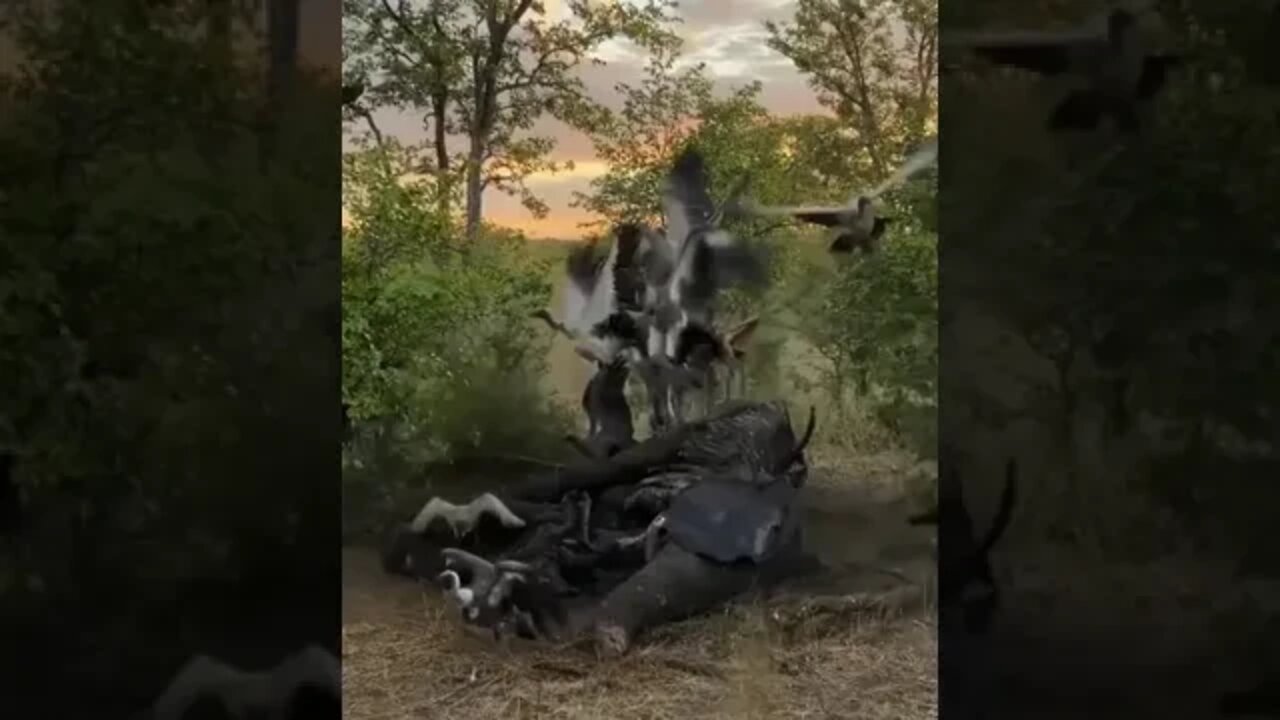The return of the lion king