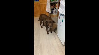 Smart Dog