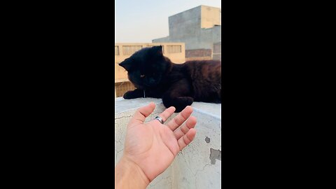 cat lover black cat