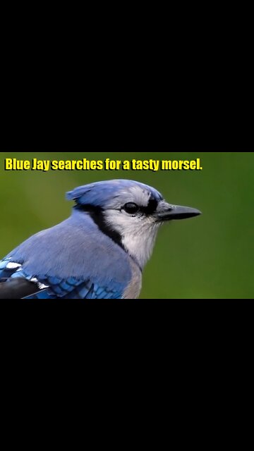 Blue Jay searches for a tasty morsel.