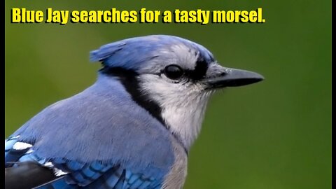 Blue Jay searches for a tasty morsel.