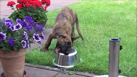 Puppy delightfully confused how to drink from water bowl
