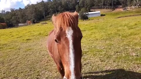 Horse watching Cleo, Tuppy, Halo and Banjo