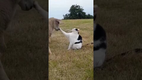 funny viral