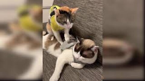 Cute and Funny Cat Videos That Will Keeping You Smiling !