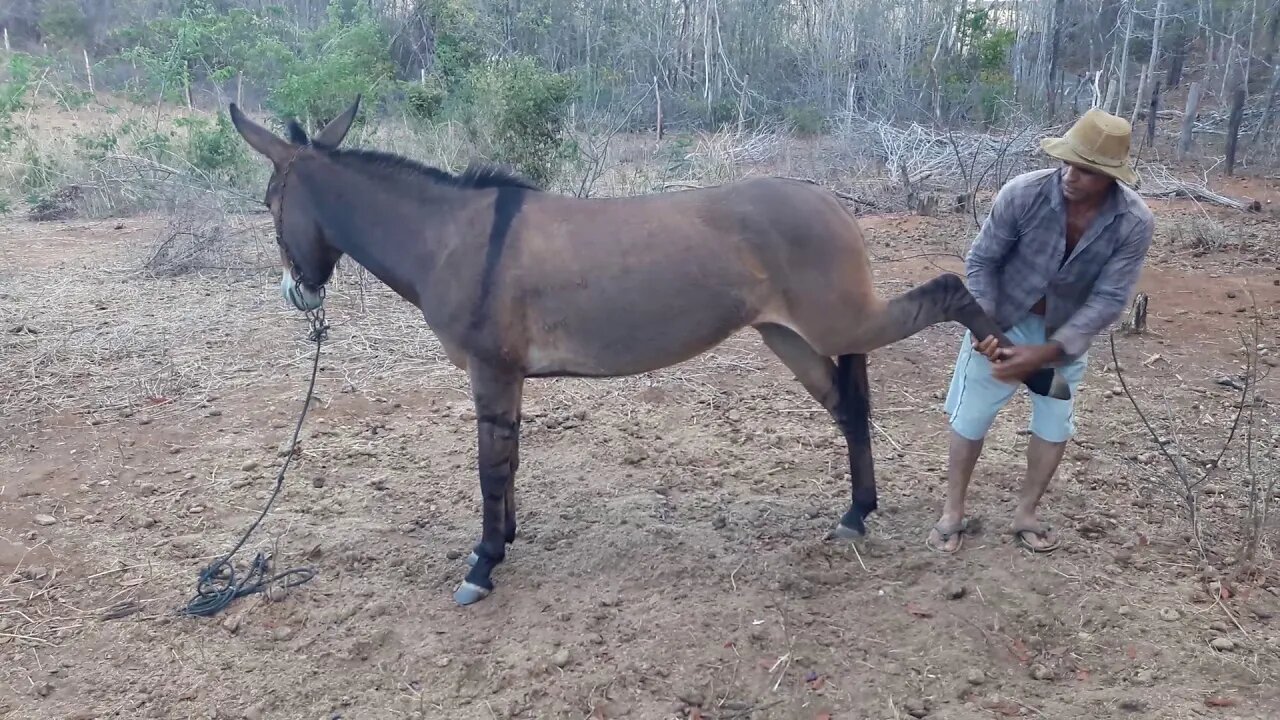 Mula Preta Ensinada Atende Vaqueiro PO