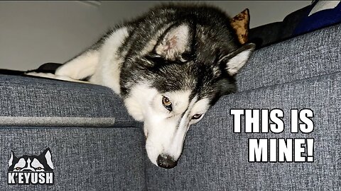 On vacation, Bad Husky believes he is in charge!
