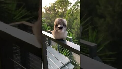 Adorable Baby Kookaburra!