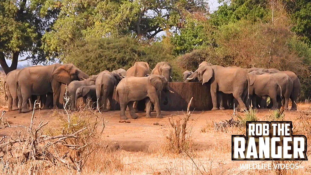 Thirsty African Elephants Drink At A Reservoir | Kruger National Park