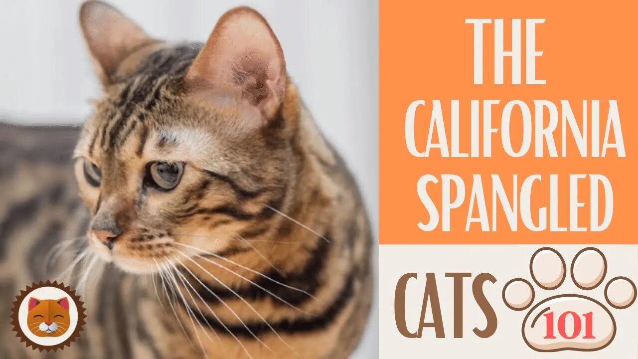 🐱 Cats 101 🐱 CALIFORNIA SPANGLED - Top Cat Facts about the CALIFORNIA S