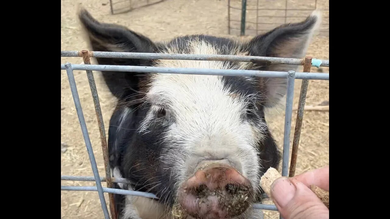 Vlog # 89 - Are vlogs DOA and farm updates