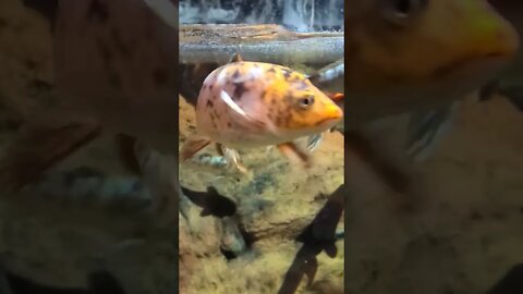 koi fish exhibit