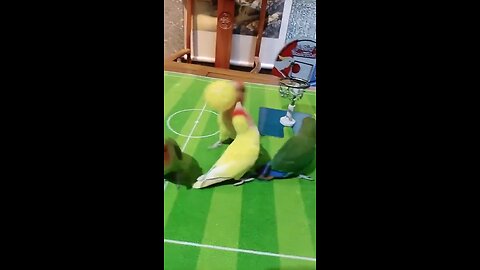 Parrots playing NBA 🏀