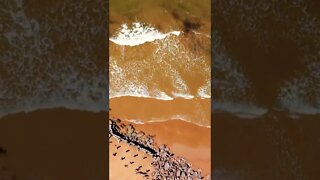 Flying up above the waves