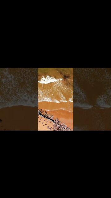 Flying up above the waves