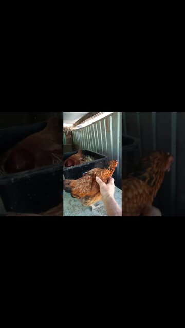 Good morning Chook chook are you going to lay an egg in Forests box