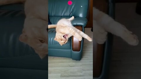 cute cat videos 😹 funny videos 😂😅